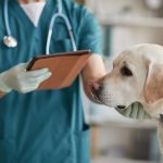 安心のできる動物病院を選ぶコツ
